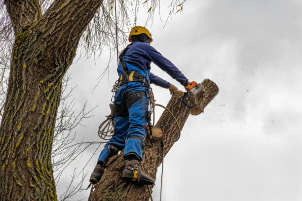 How Our Tree Care Process Works  in  Lyman, SC